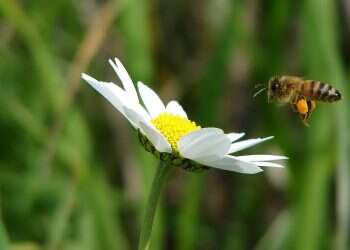 Abuzz with activity: Knesset to set up beehives