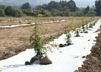 Foodtech startup partners with farmers, JNF on carob R&D