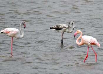 Was the world's only black flamingo just spotted in Eilat?