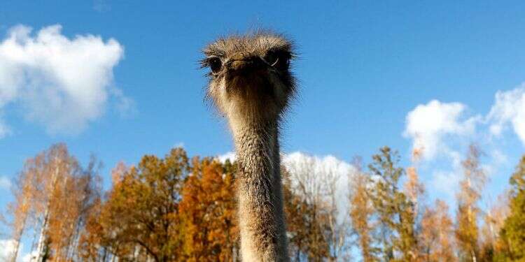 Rabbi: Placing ostrich egg in synagogue could have surprising effect