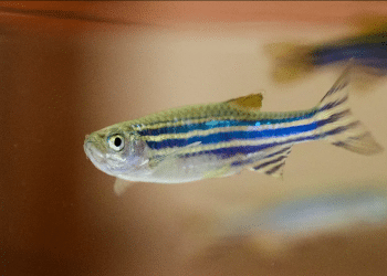 Israeli university studies zebrafish to better understand sleep