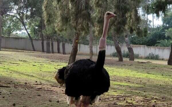 Hanukkah miracle: Choking ostrich saved by Ramat Gan Safari staff