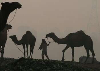 Saudi Arabia's latest crackdown: Botox in camels