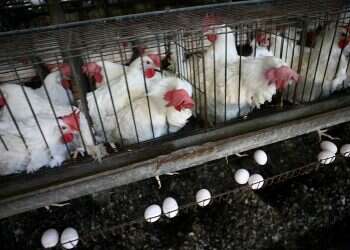 Agriculture ministry battling bird flu as egg shortage looms