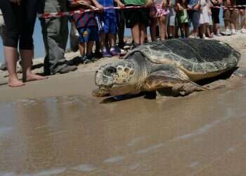 Sea turtle rehabilitated after yacht accident to be released