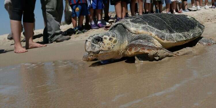 Sea turtle rehabilitated after yacht accident to be released – www ...