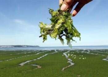 Technion develops eco-friendly method of harvesting energy from seaweed