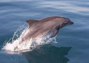 dolphin