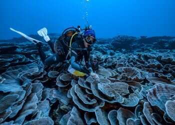 Coral reef in 'pristine' state found offshore of Tahiti