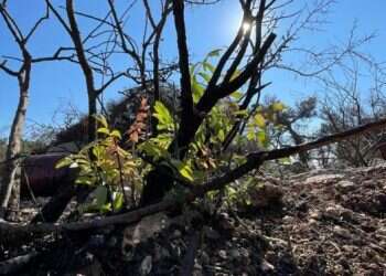 JNF-KKL continues planting trees under heavy security, Shin Bet investigates Negev Bedouin violence