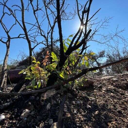 JNF-KKL continues planting trees under heavy security, Shin Bet