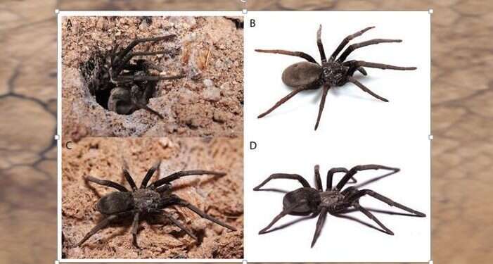 Researchers Discover New Spider Species In Israel – Www.israelhayom.com