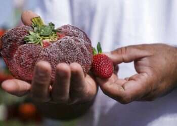 Mammoth Israeli strawberry sets world record