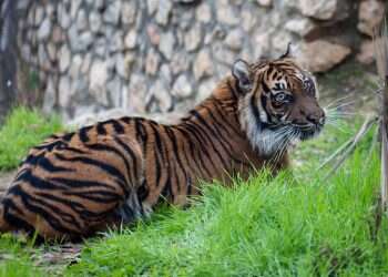 Athens, Jerusalem zoos partner up to save endangered tigers