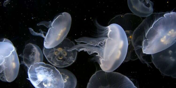 Beachgoers beware: Jellyfish swarm Israel’s coast – www.israelhayom.com