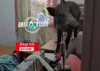 WATCH: Wild boar surprises Haifa woman after breaking window