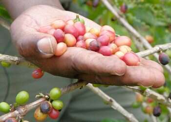 Will these coffee trees save Mozambique's rainforest?