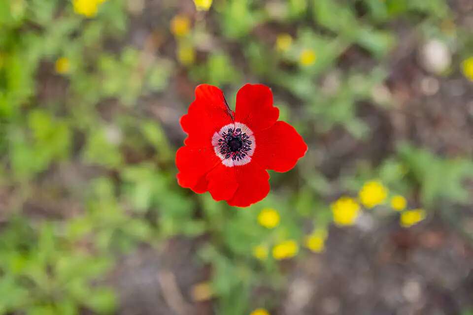 Thlaspi Green Bell - Israel - Public albums