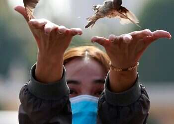 2 infected with new strain of bird flu in Cambodia, worrying WHO