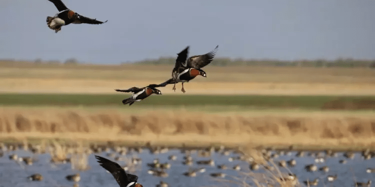 Israel to host major international birding competition