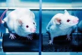 In first, scientists create mice with cells from 2 males