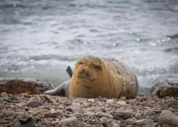 In first, rare seal makes landfall on Israel's shore