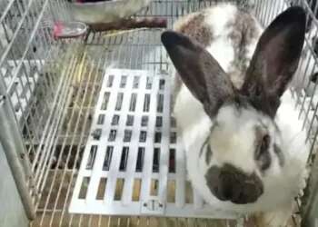 Exclusive: Brutal treatment of rabbits in petting zoos, stores