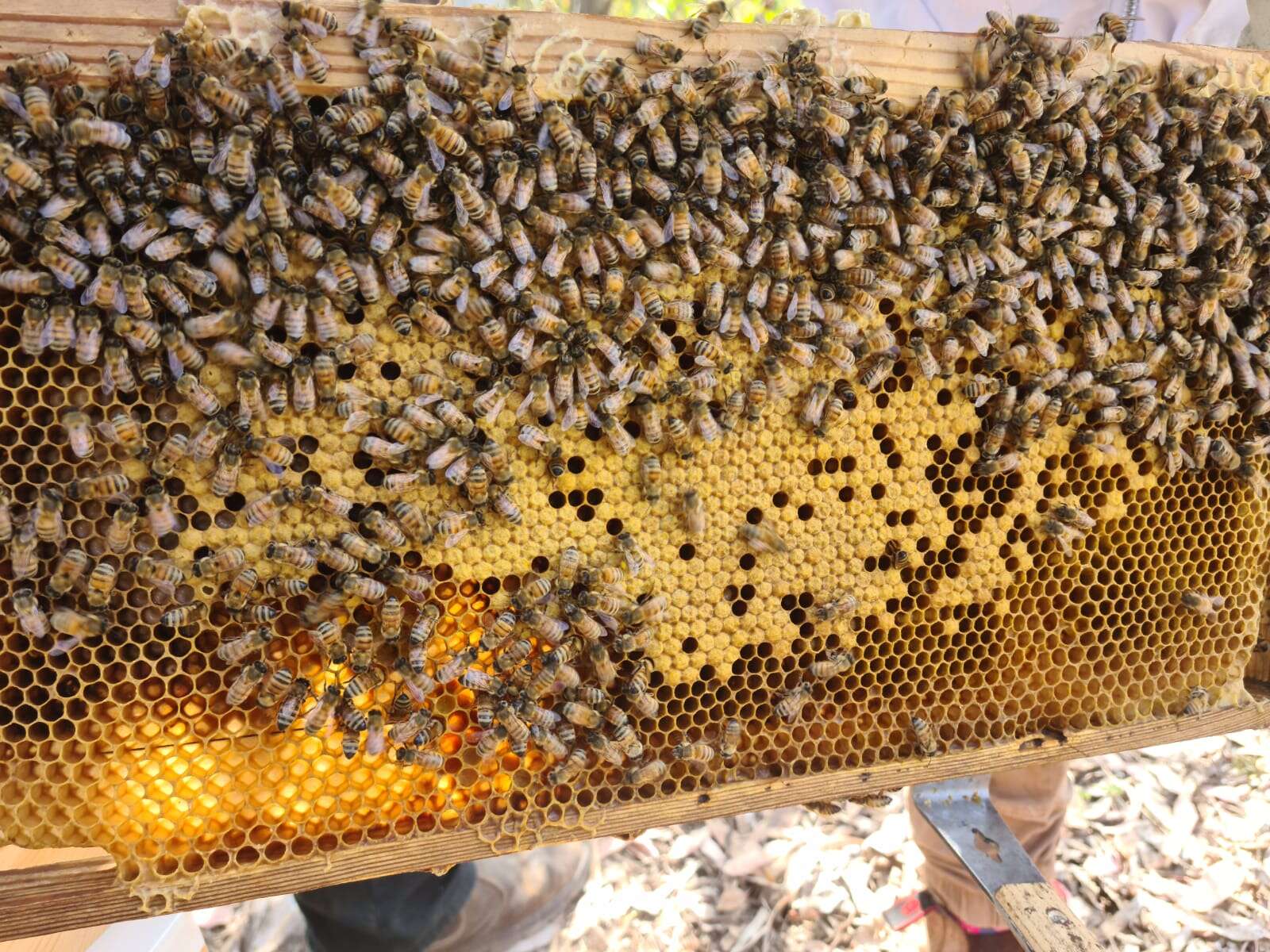 Israeli schoolchildren raise honeybees in spirit of Rosh Hashanah – www ...