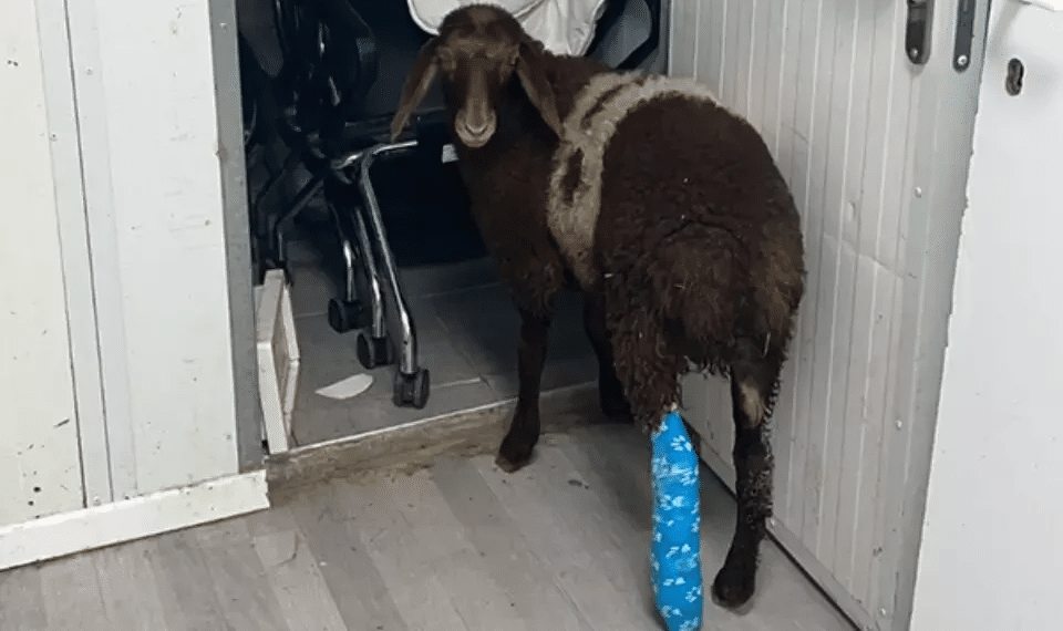 The other victims of Hamas: Pets and livestock