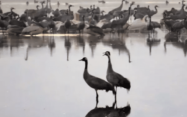 WATCH: Despite war, cranes arrive in Israel's Hula Valley