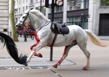 London streets witness chaos as king's official bodyguard horses break free