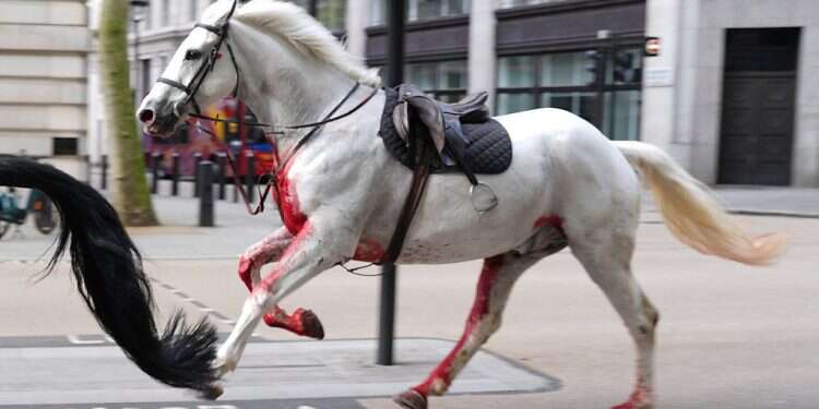 London streets witness chaos as king's official bodyguard horses break free