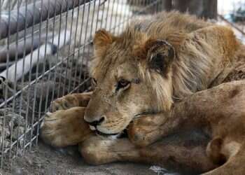 The war enters a paws: How Rafah's zoo animals found shelter