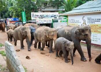 Study shows elephants communicate like humans