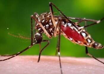 Aedes aegypti mosquito