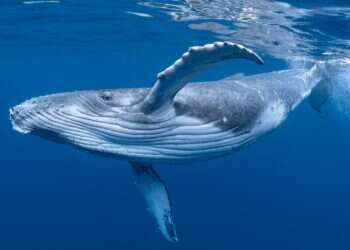 A Humpbacks whale