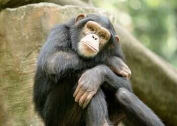 Chimpanzee