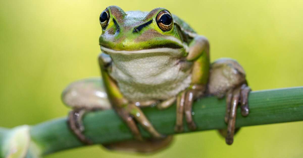 A deadly fungus is killing frog species. The solution? Frog saunas ...