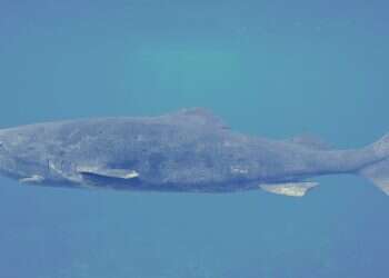 Greenland sharks