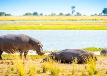 Hippos