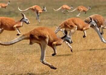 Kangaroos