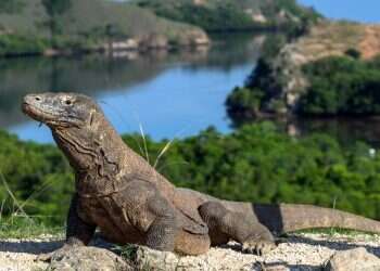 Komodo dragon