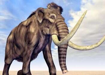 Mammoths