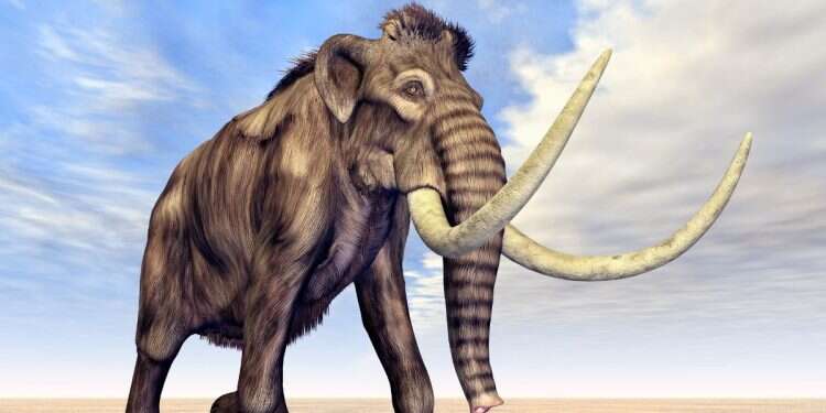 Mammoths