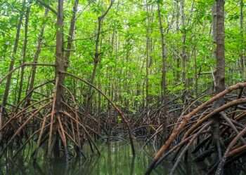 Mangroves