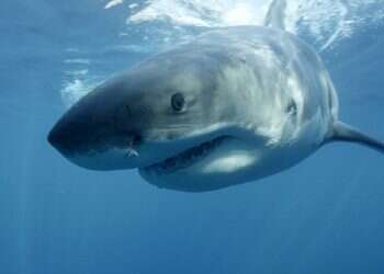 Sharks in Brazil test positive for cocaine