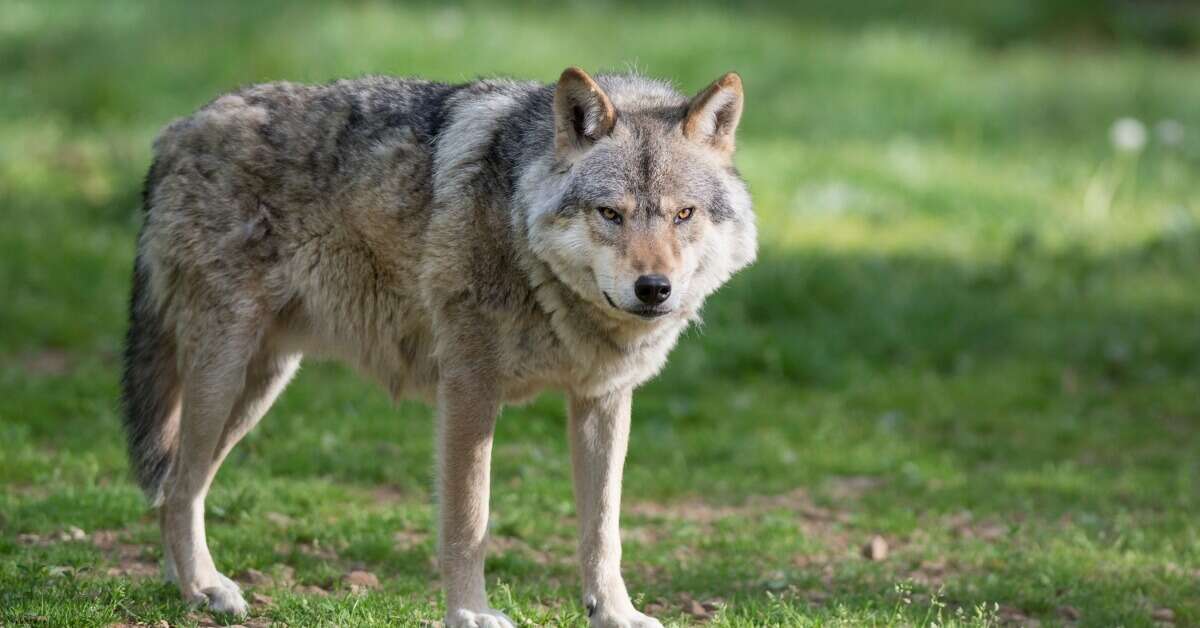 In Europe, the wolf is back. Not everyone is happy about it – www ...