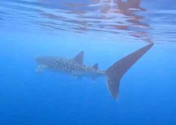 WATCH: Endangered whale shark spotted off Eilat coast