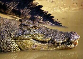 Search underway for 12-year-old feared victim of crocodile attack in Australia