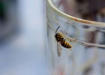 Don't drink and fly: Drunk German wasps threaten Britain